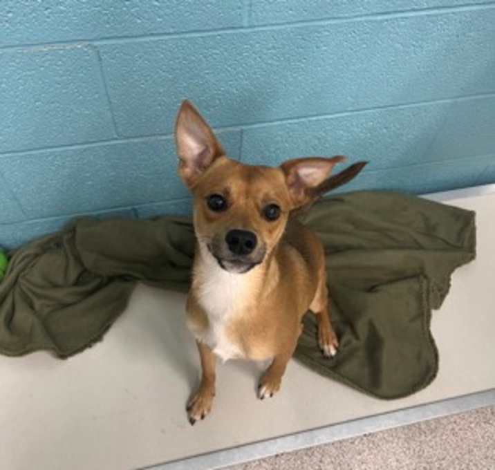 Photo of Scooby