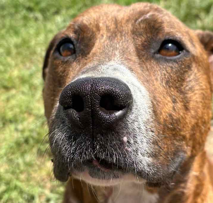 Photo of Bruiser 
