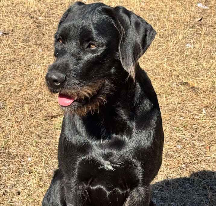 Photo of Darcy