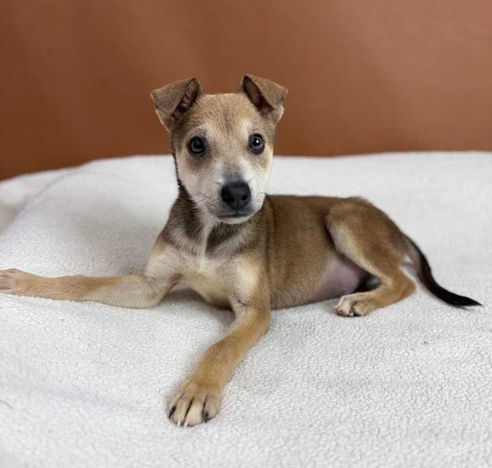 Photo of Tiny Turbo