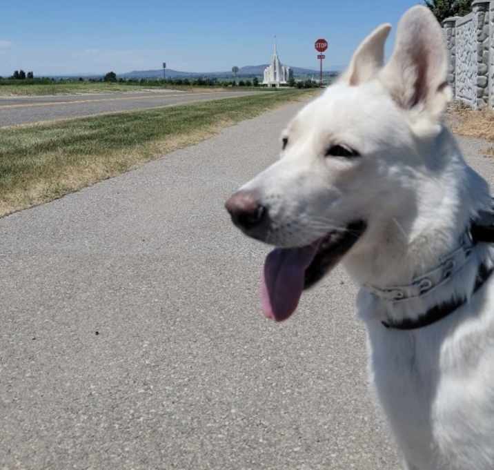 Photo of Nala