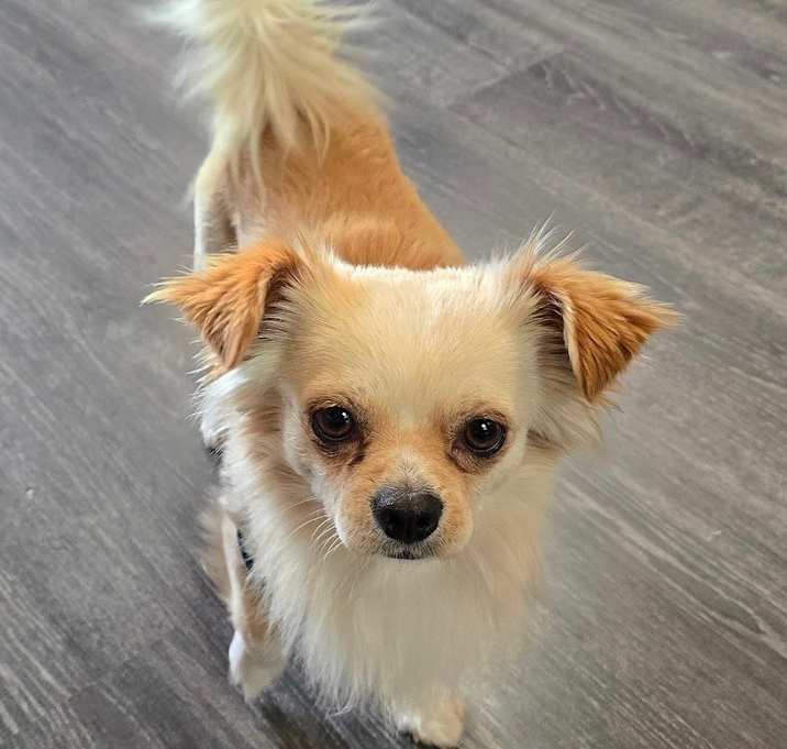 Photo of Lobo