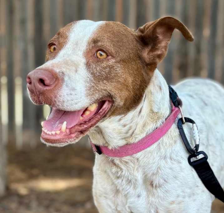 Photo of Dixie