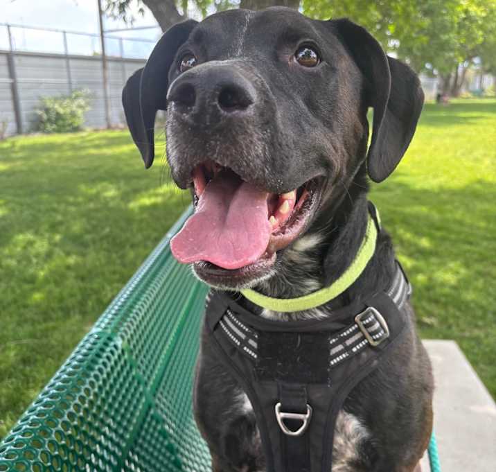 Photo of Rex