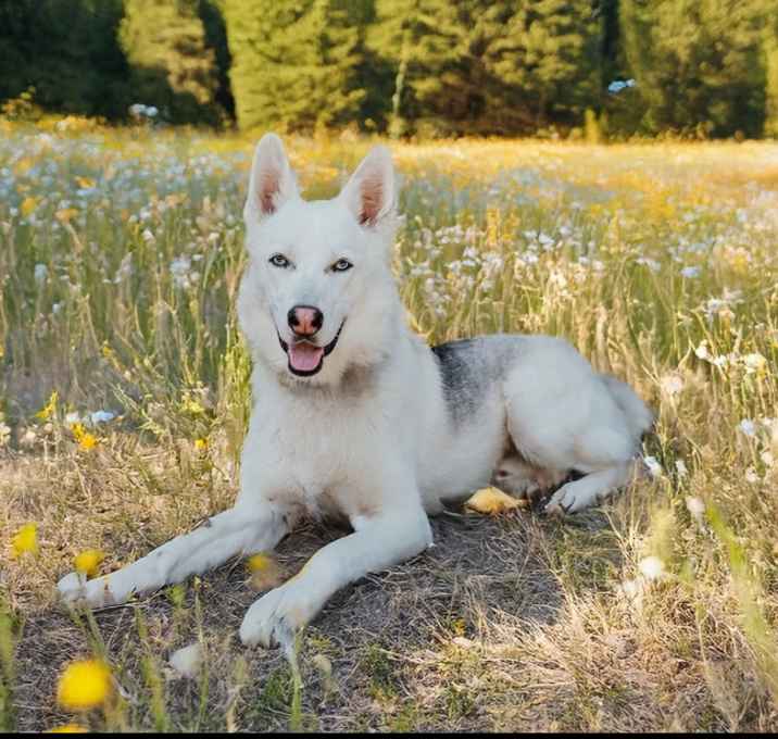 Photo of Comanche