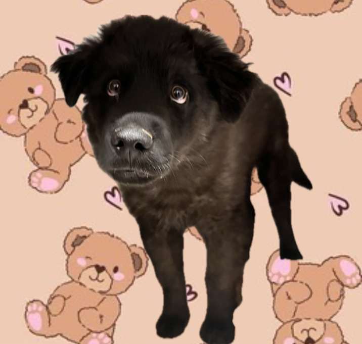 Photo of TEDDY BEAR