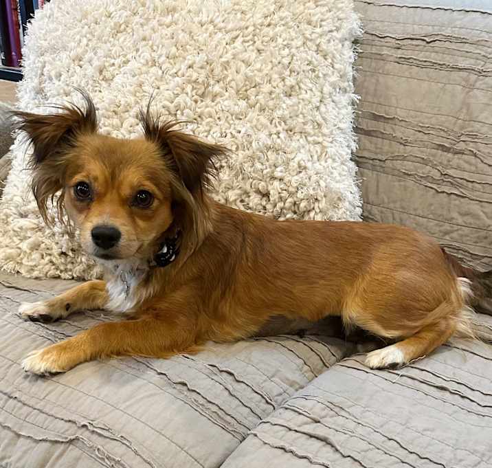 Photo of Penny