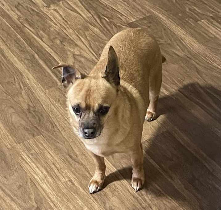 Photo of Buddy