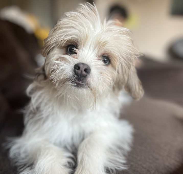 Photo of Levi