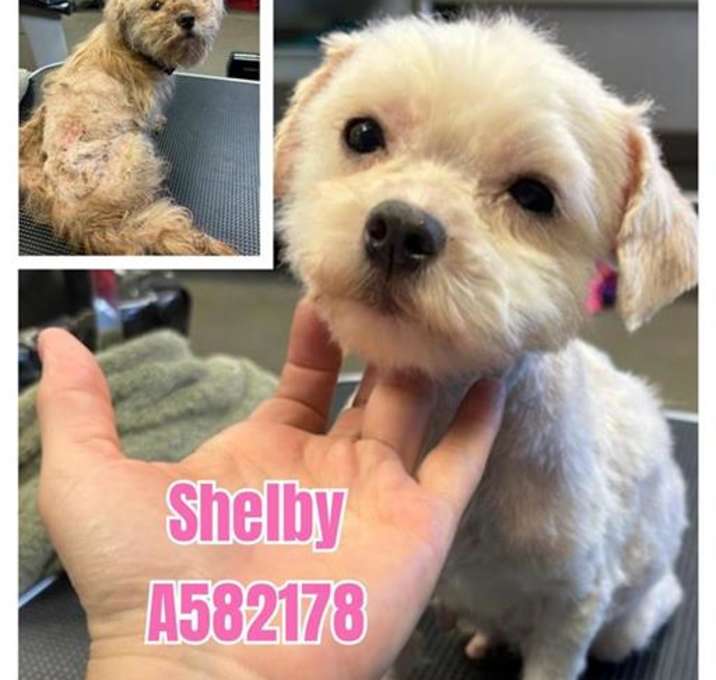 Photo of SHELBY
