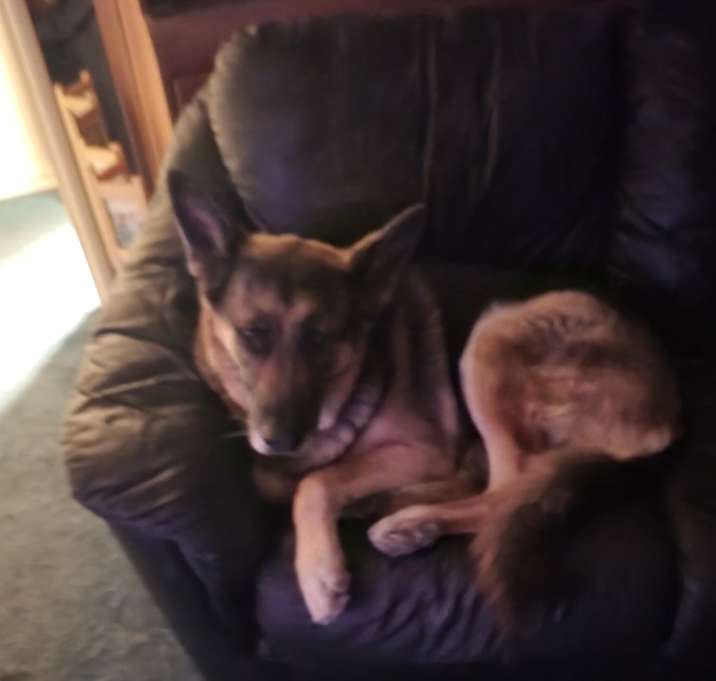 Photo of Ziggy