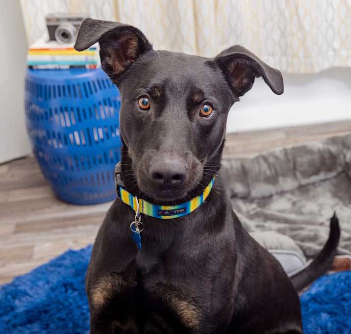 Photo of Basil