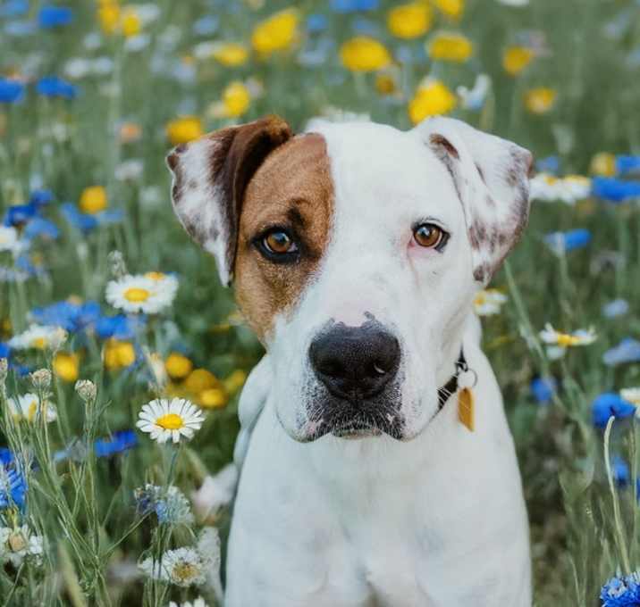 Photo of Otis