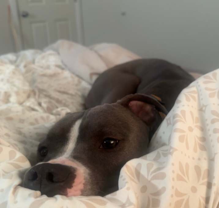 Photo of Hercules