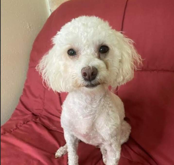 Photo of Belle in TX