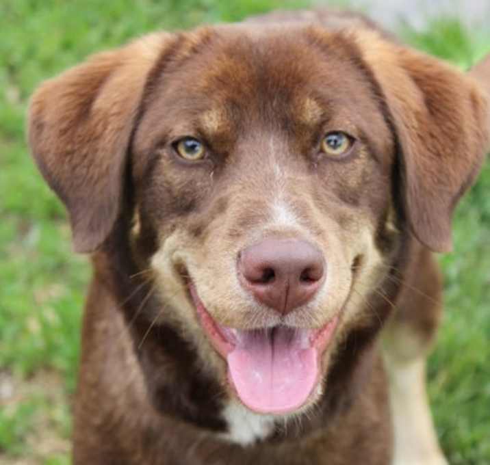 Photo of Wren