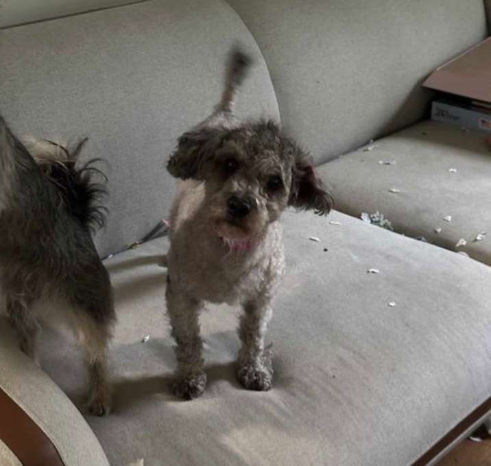 Photo of Teddy
