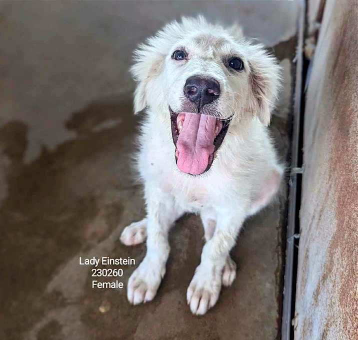 Photo of Lady Einstein