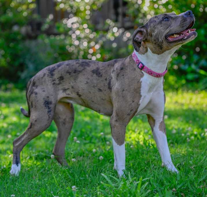 Photo of Cookie (Formerly Sandy)