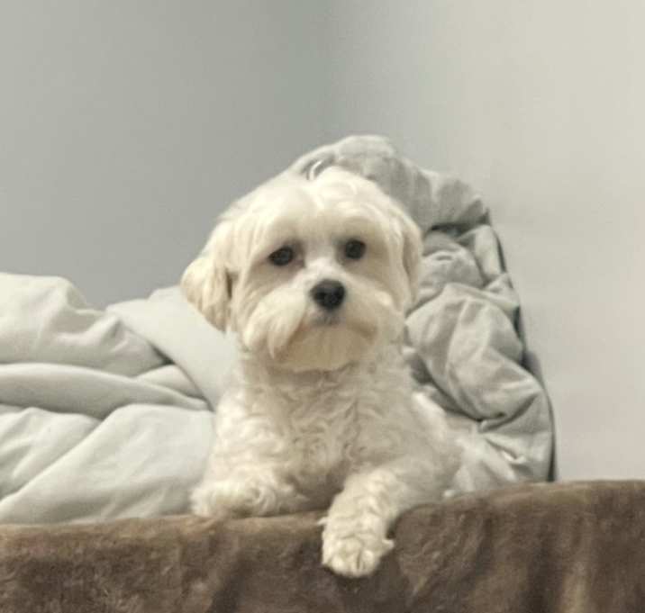 Photo of Coco