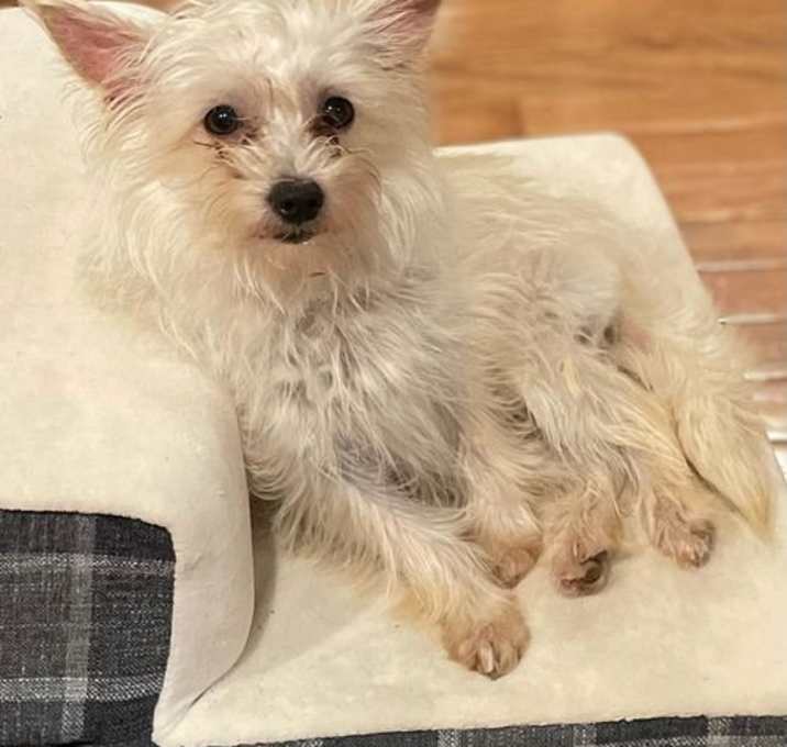 Photo of Poppy