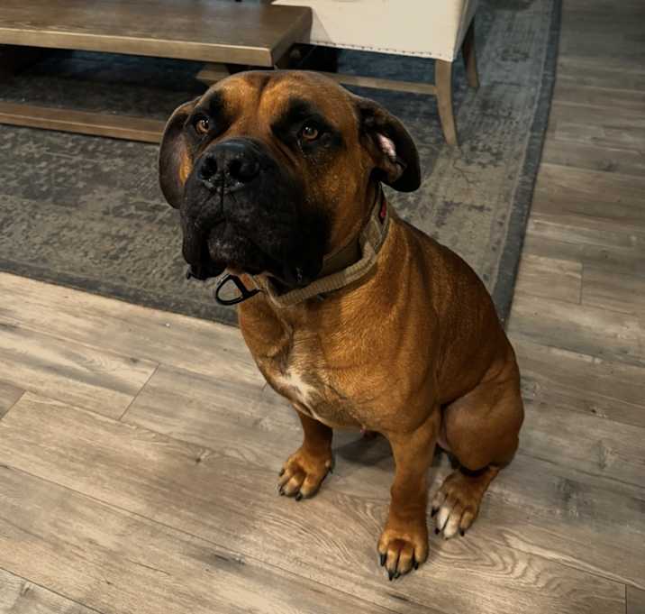 Photo of Simba