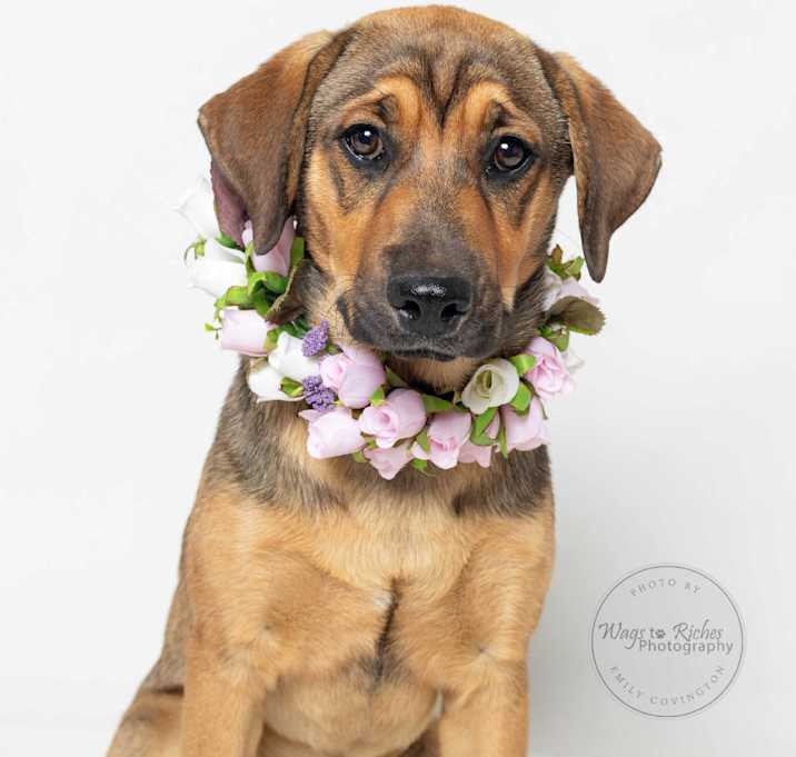 Photo of Violet
