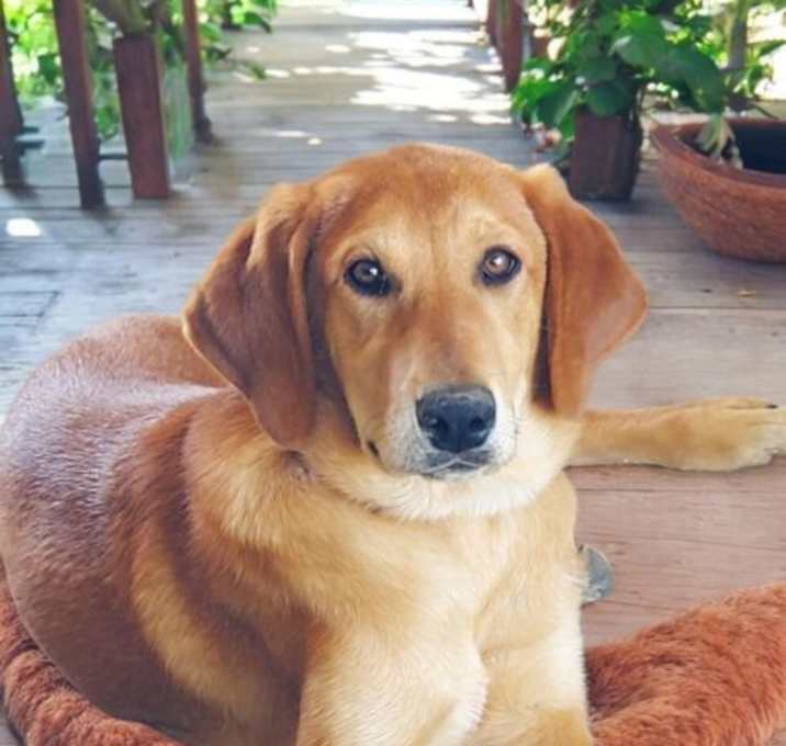 Photo of Willow