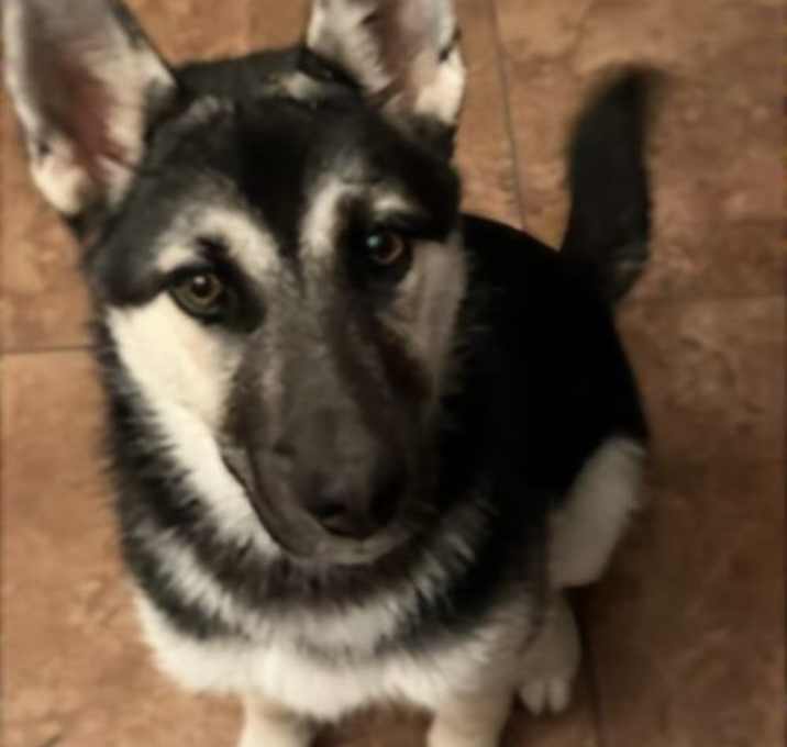 Photo of Tilly