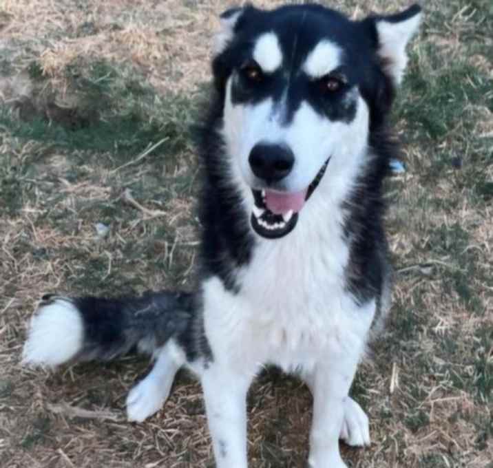 Photo of Juno
