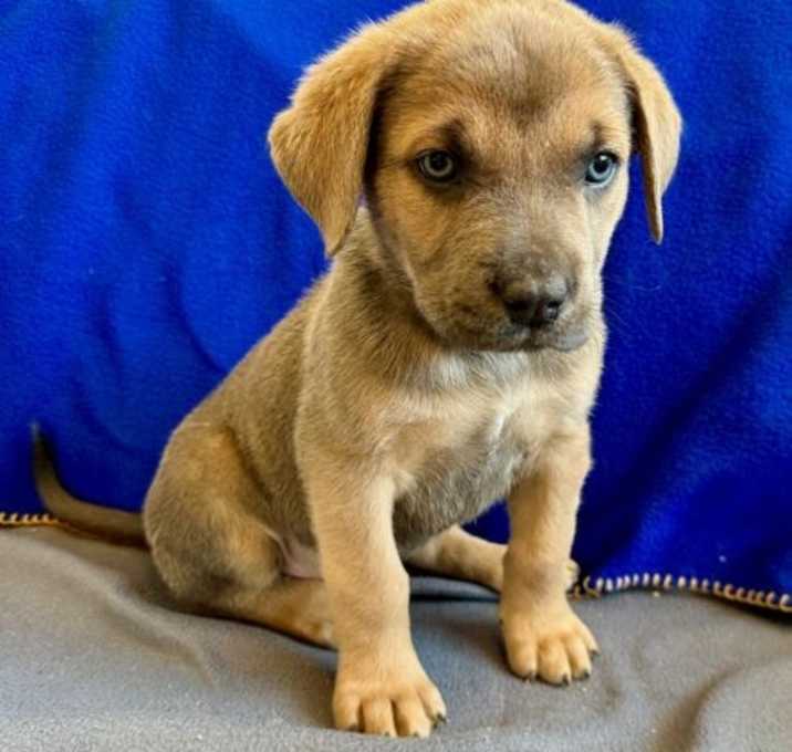 Photo of Comet
