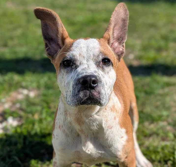 Photo of Finch