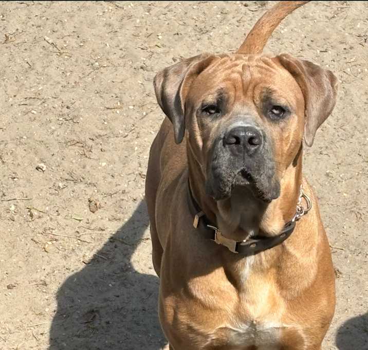 Photo of Harley URGENT HELP NEEDED!