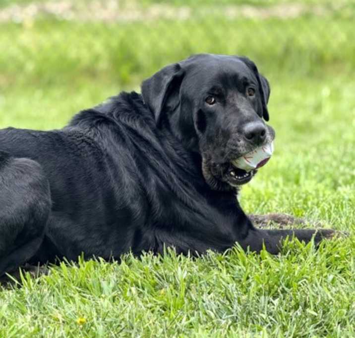 Photo of Diesel
