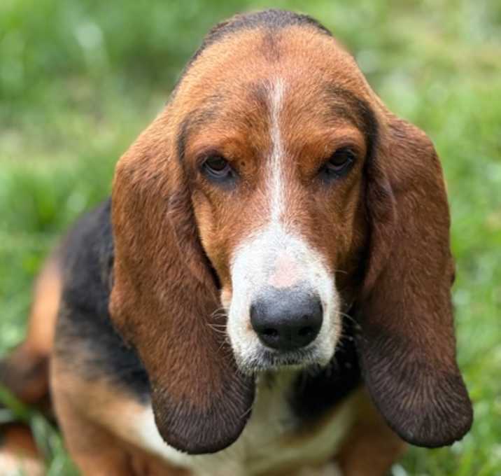 Photo of Daisie