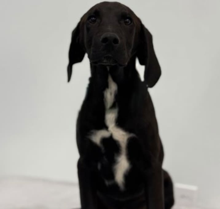 Photo of Blue
