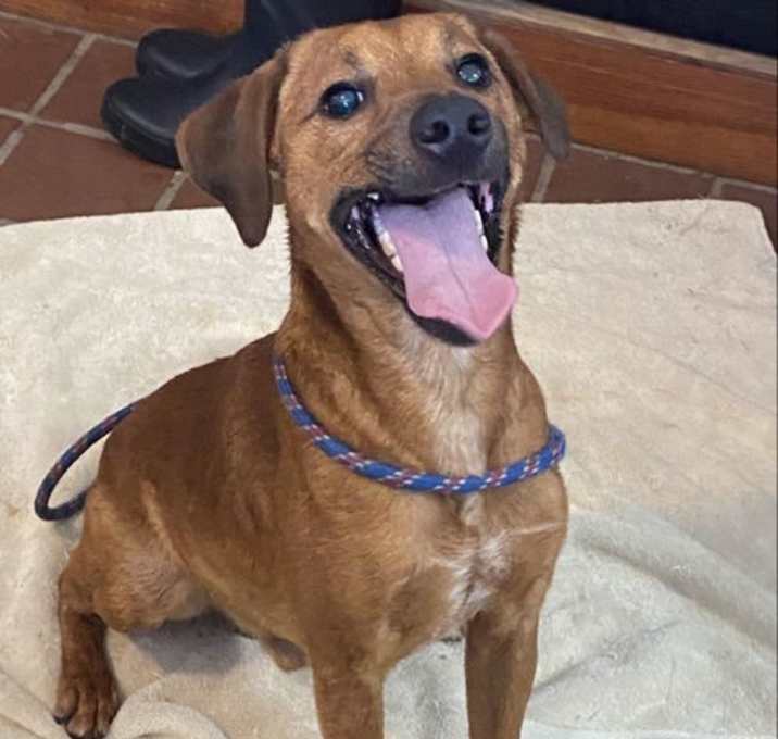 Photo of Chico