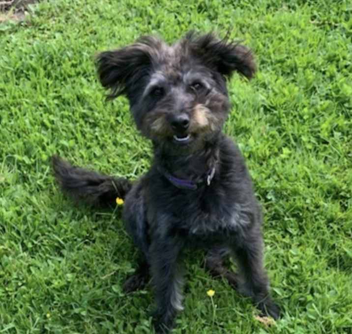Photo of ANNIE