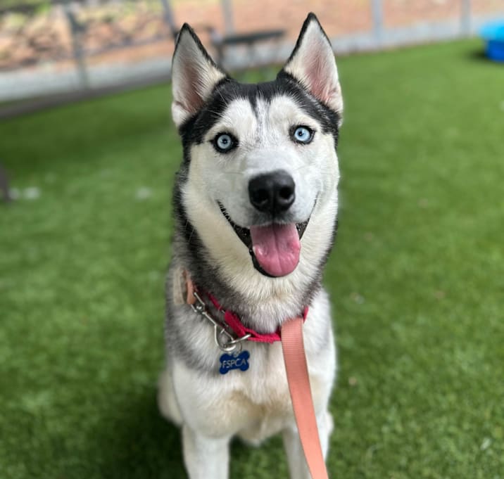 Photo of Wolf