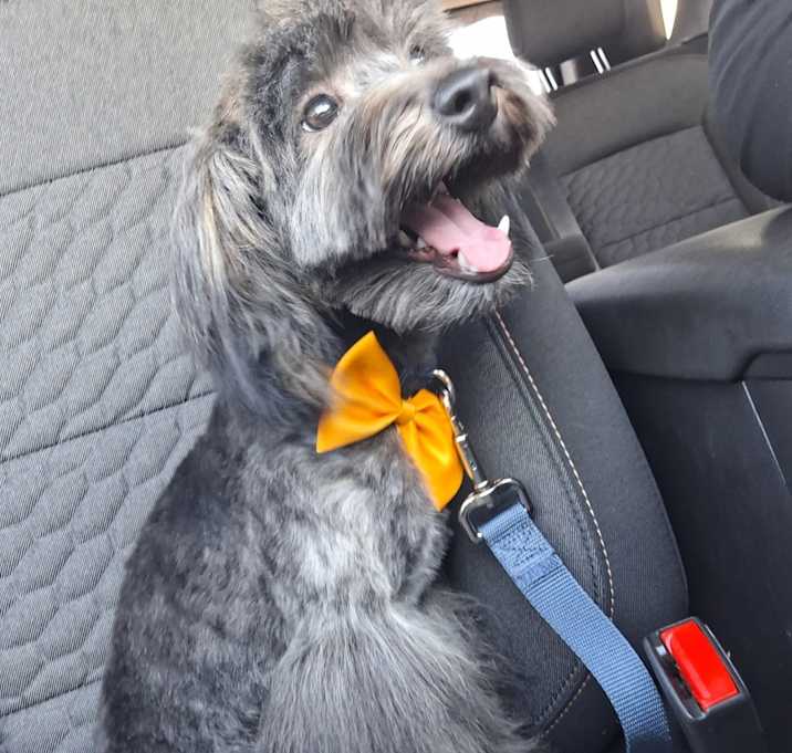 Photo of Dexter