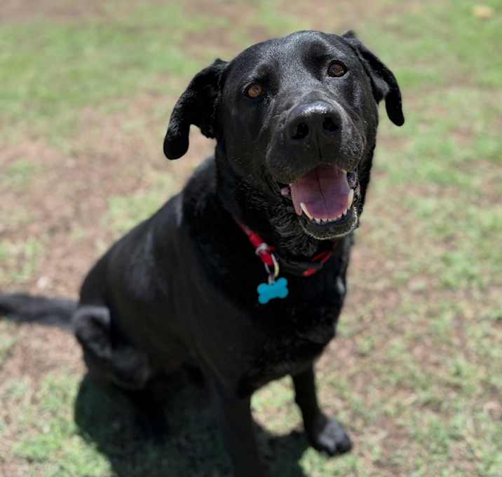 Charley Photo #2