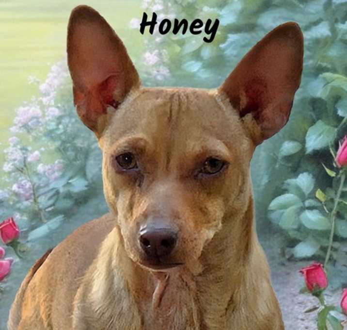 Photo of Honey