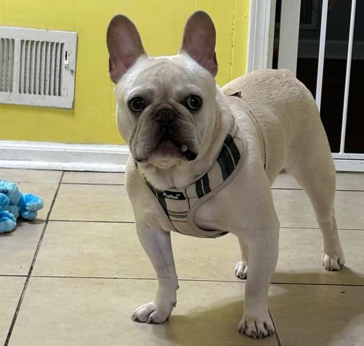 Photo of Coco