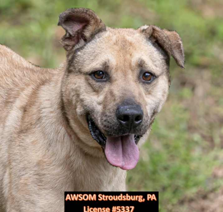 Photo of Simba
