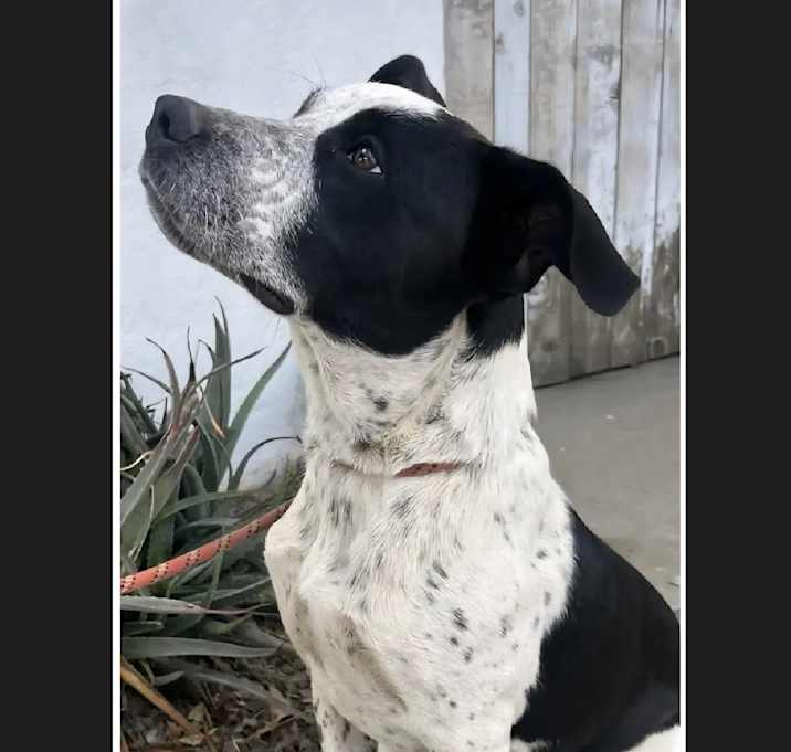 Photo of Sparkles