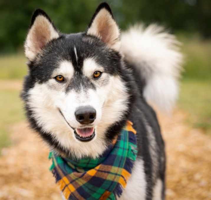 Photo of Rocky