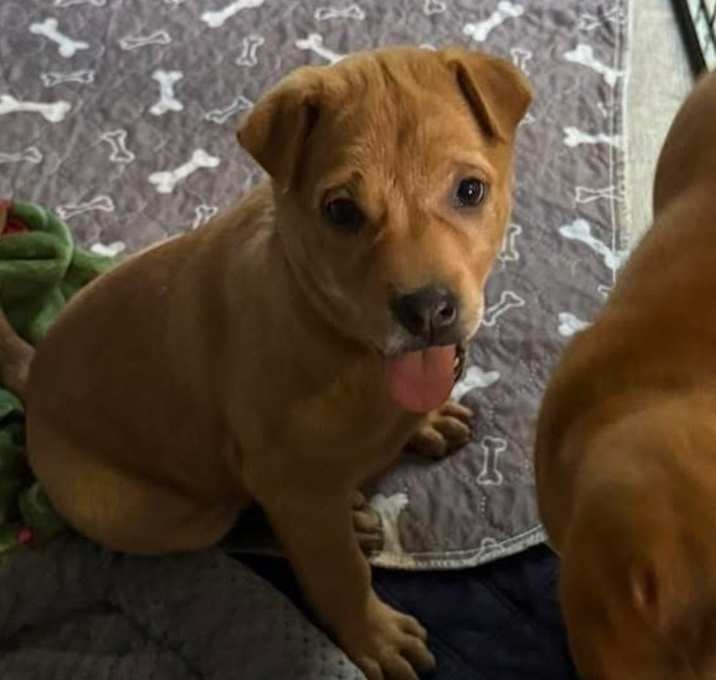 Photo of Wonton