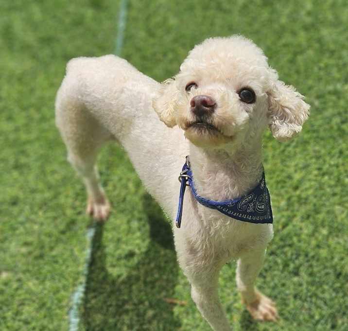 Photo of Peach