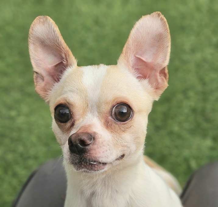 Photo of Jellybean
