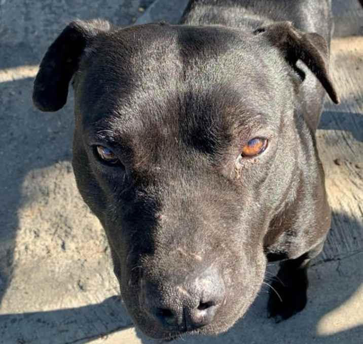 Photo of Epic - Foster or Adopt me!
